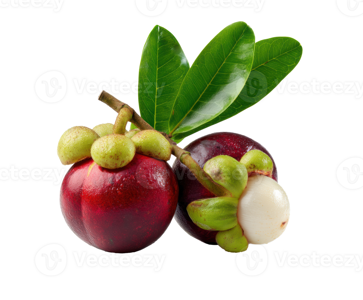 Fresh mangosteen with green leaves for healthy snacks and desserts png