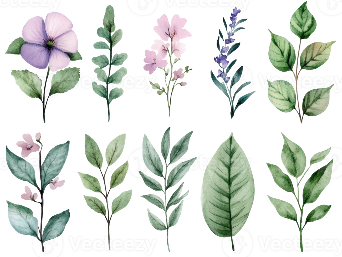 Beautiful botanical illustrations for nature-themed designs and crafts png