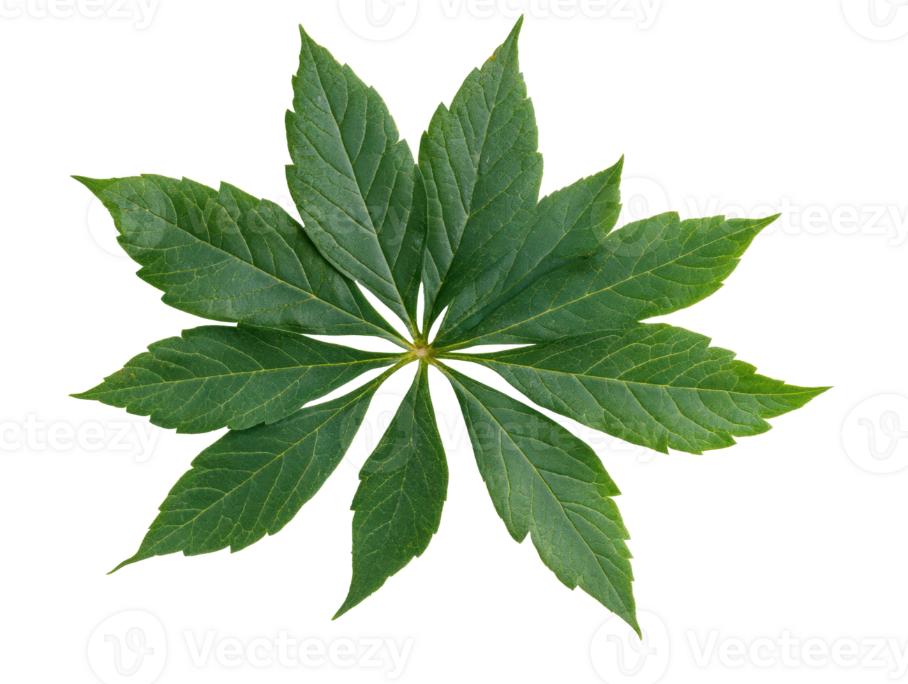 Green leaves arranged symmetrically for decoration and design purposes png