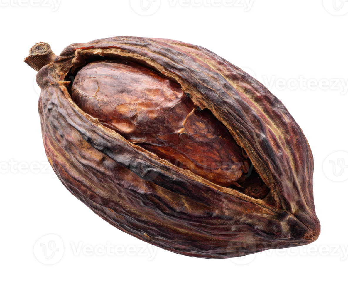 Cacao pod with cacao bean showing rich texture and color png