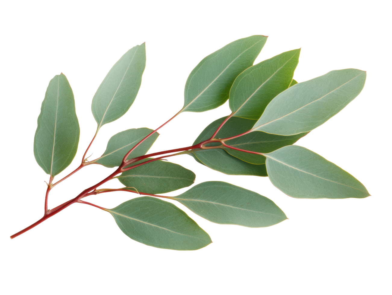 Eucalyptus leaves for natural decor and culinary use png
