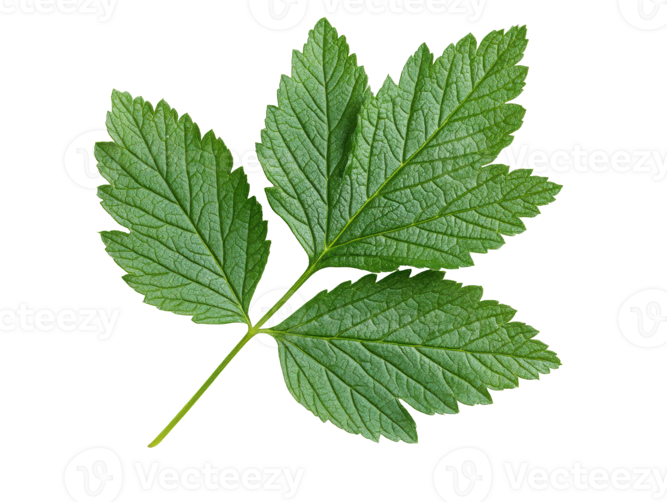 Fresh green leaves for natural decor and design purposes png