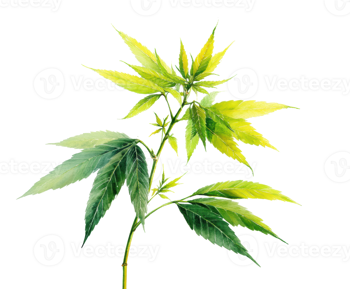 Green leaves of a cannabis plant in natural arrangement png