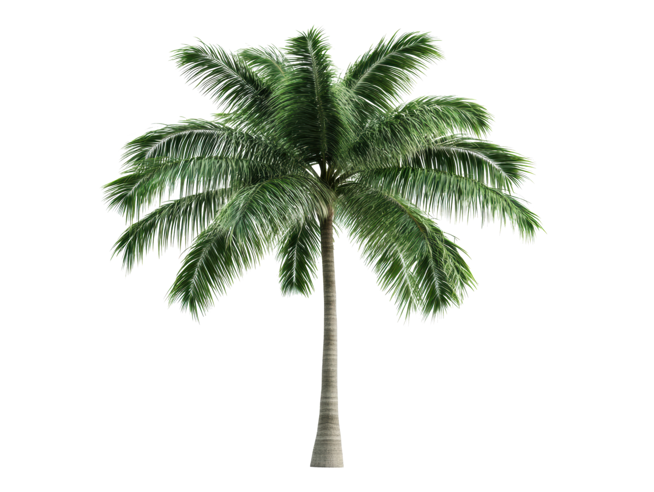 Tropical palm tree symbolizing relaxation and summer vibes png