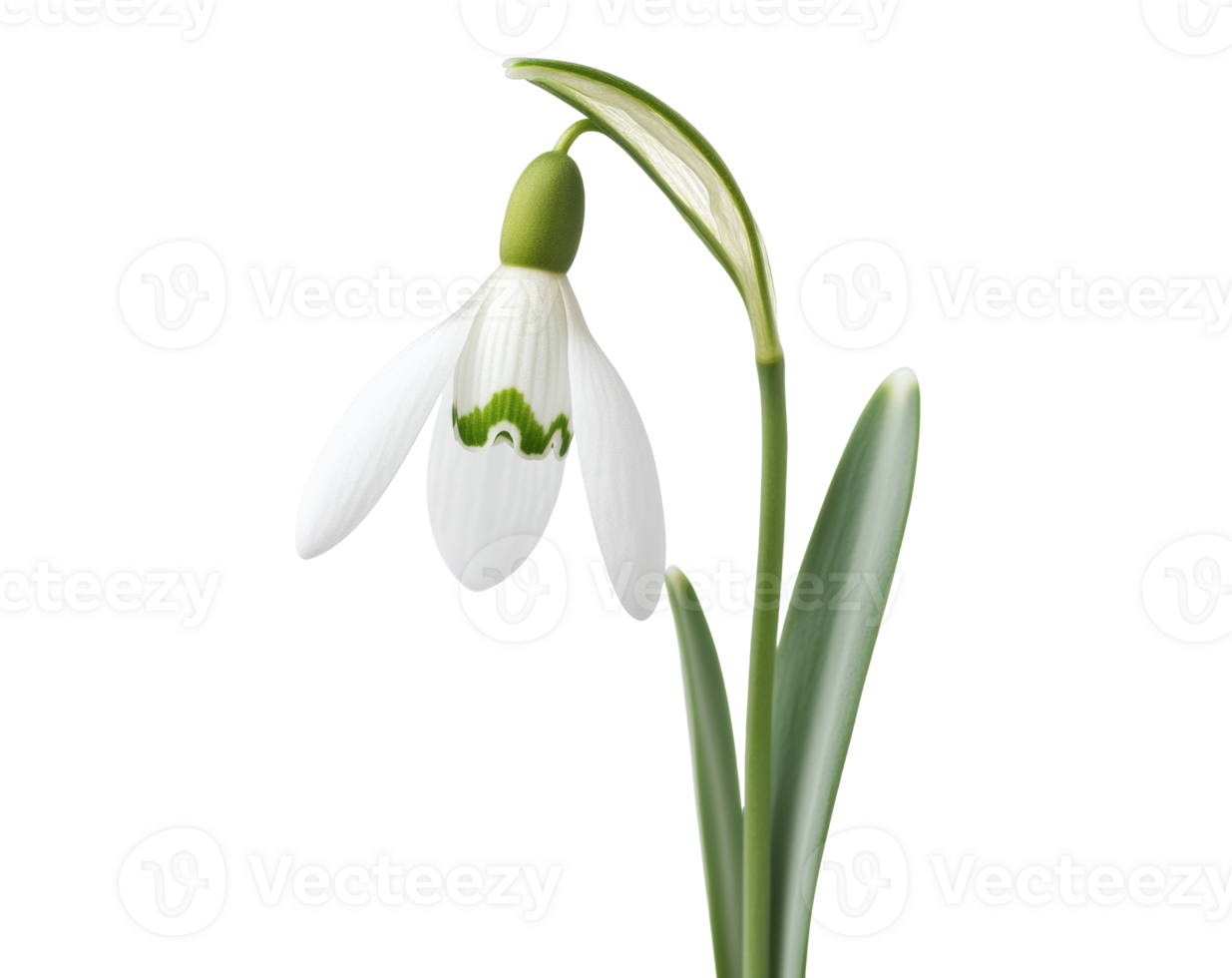 Snowdrop flower blooming in early spring garden landscape png