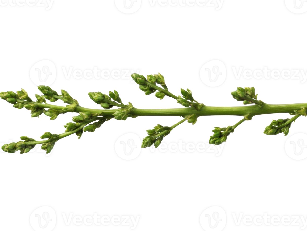 Fresh green asparagus branch with young shoots for culinary use png