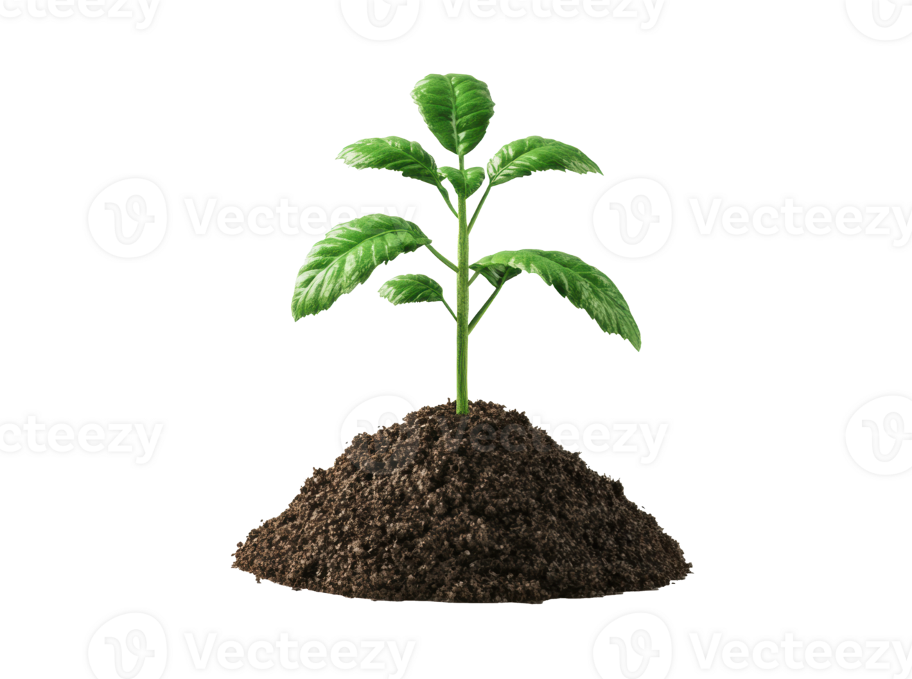 Growing plant in rich soil promoting environmental sustainability png