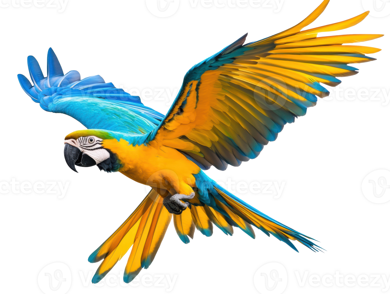 Colorful macaw flying in nature showcasing vibrant feathers png