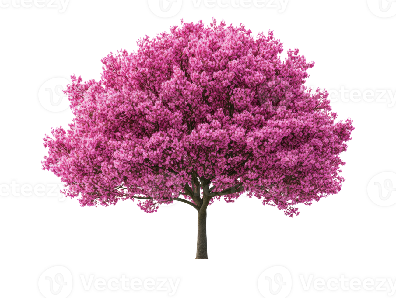 Vibrant pink flowering tree in full bloom for landscape design png