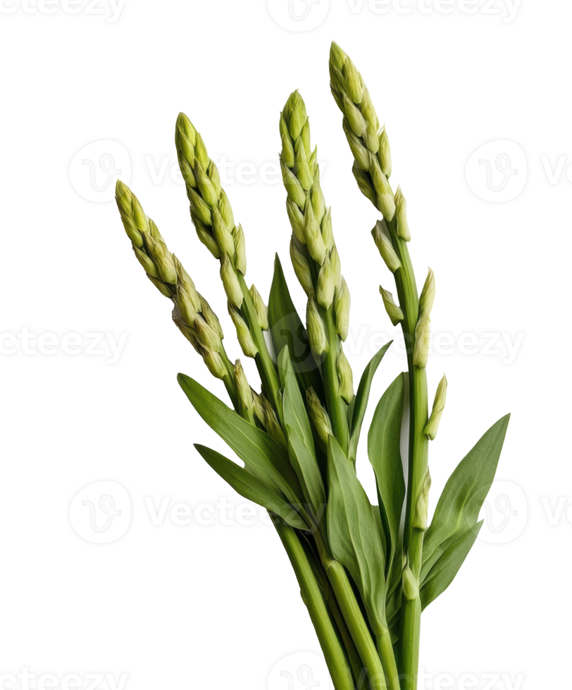 Fresh green asparagus bunch for healthy cooking and meal preparation png