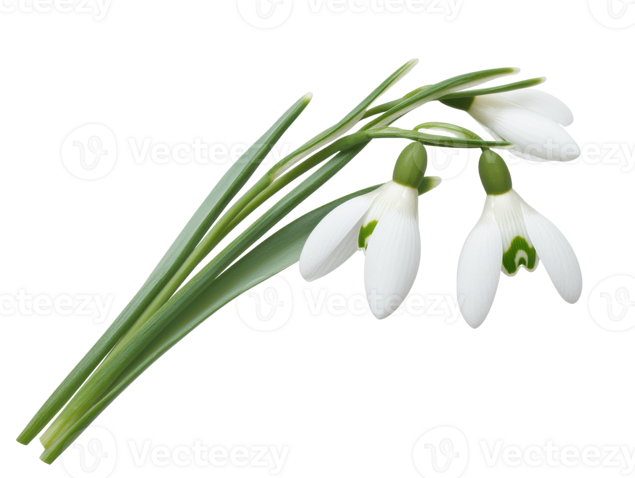 Elegant snowdrop flowers showcasing winter beauty and renewal png