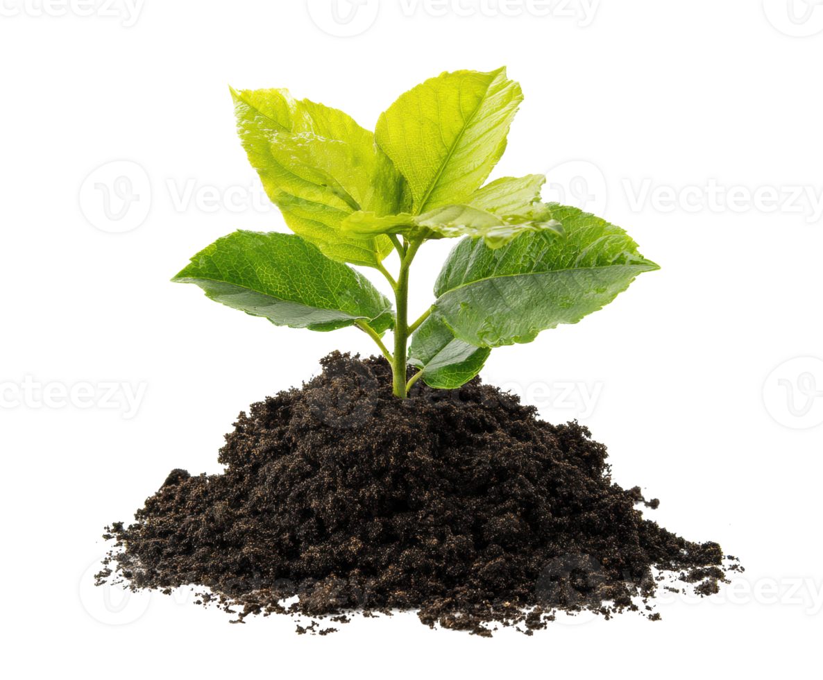 Growth of a green plant in rich soil for nature conservation png