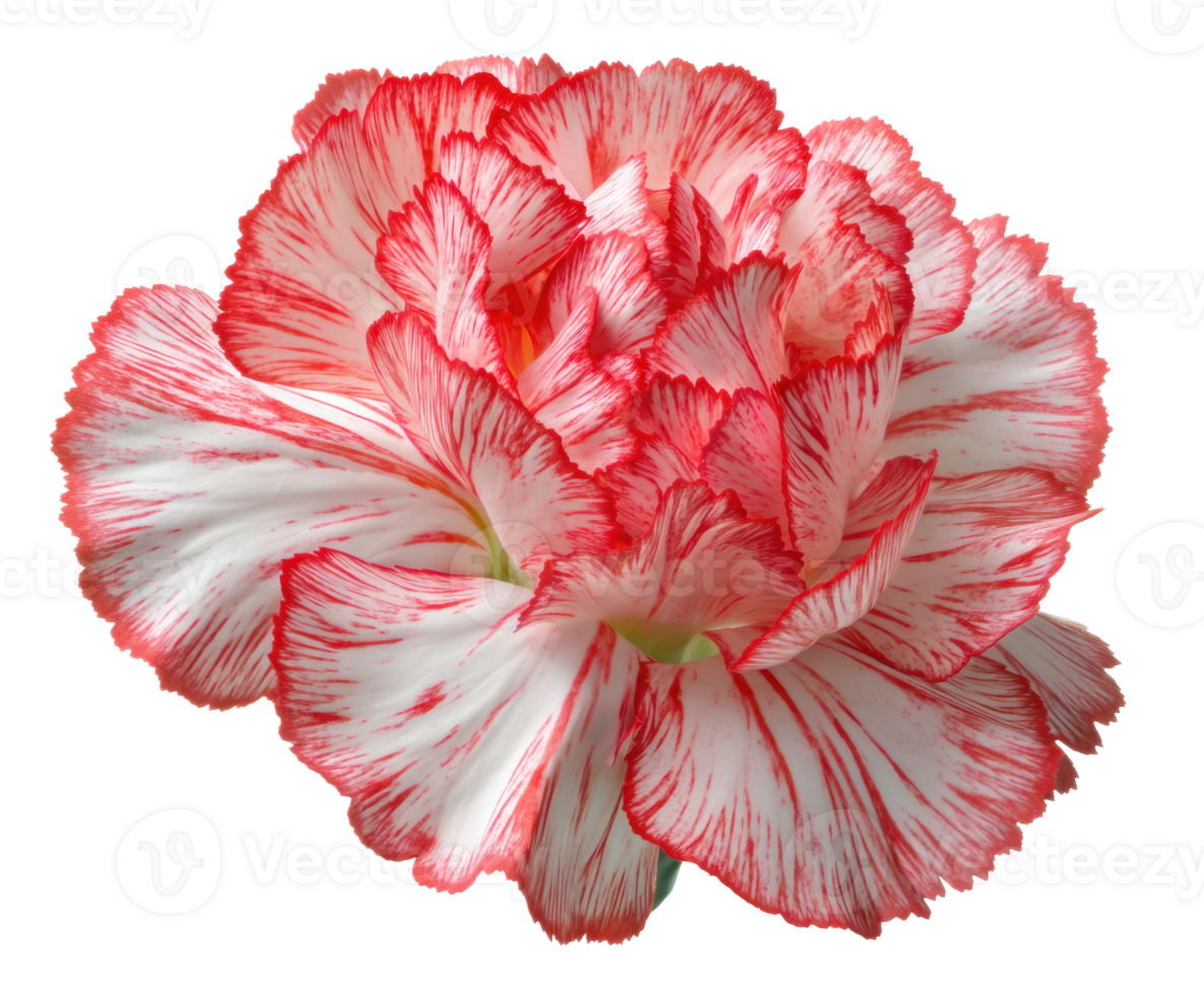 Vibrant red and white carnation flower detailed close-up view png