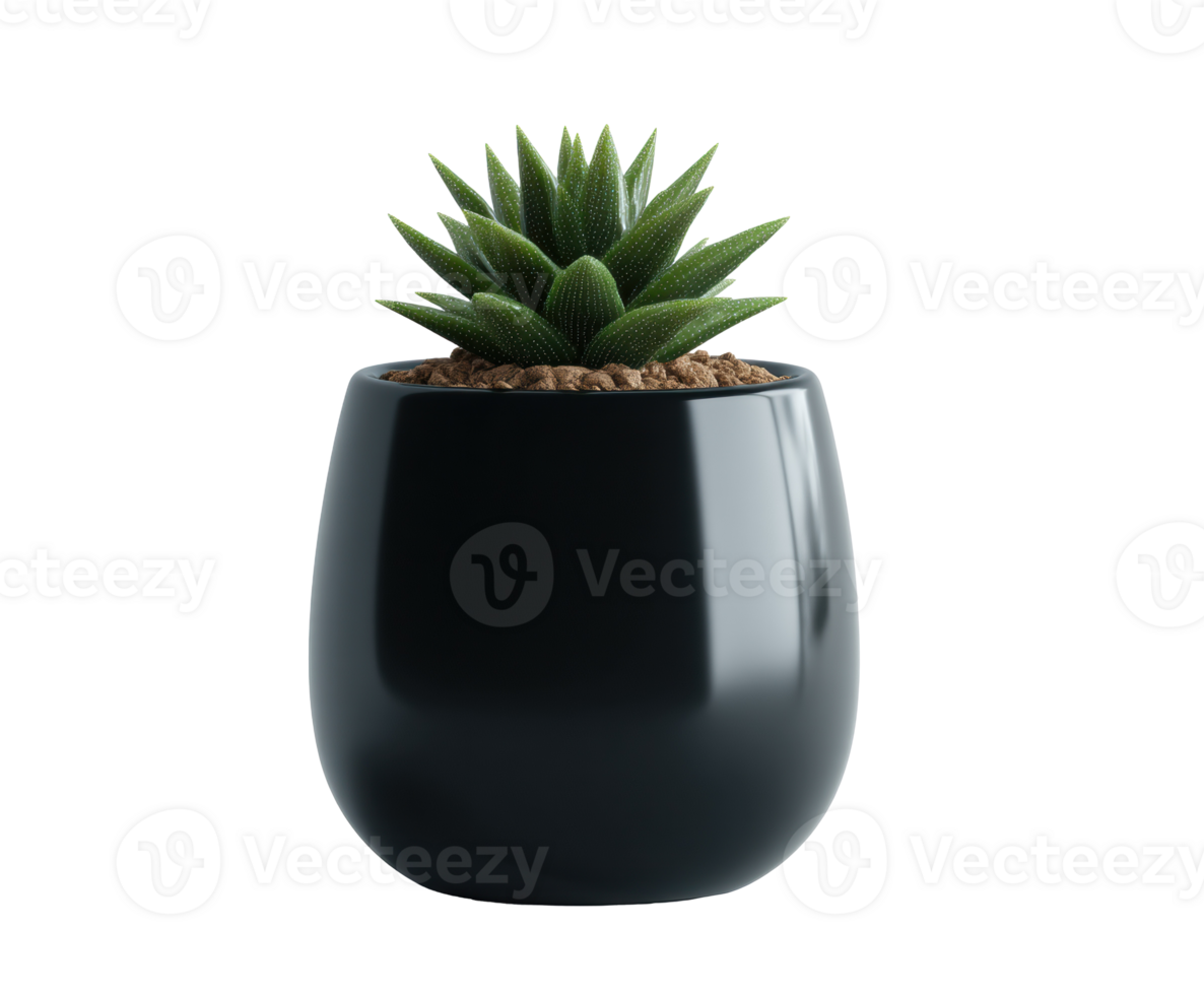 Modern succulent plant in sleek black pot for home decor png
