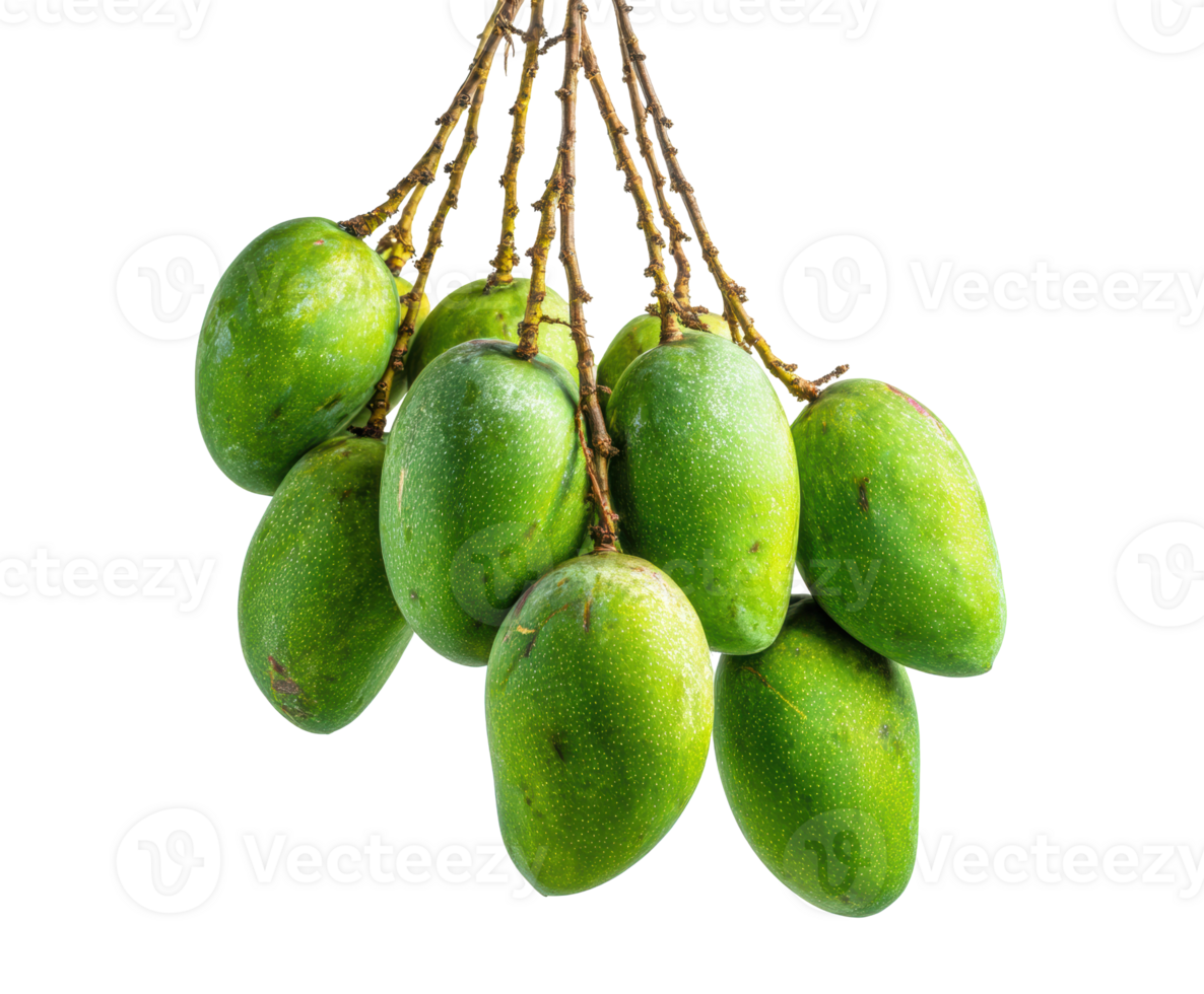 Fresh green mangoes hanging from a branch ready for harvest png