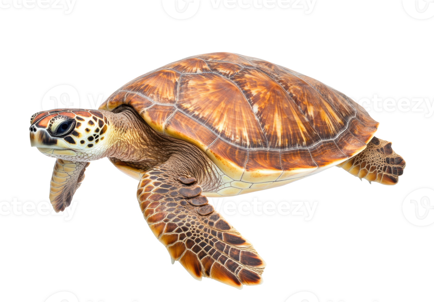 Graceful sea turtle swimming in crystal clear water png
