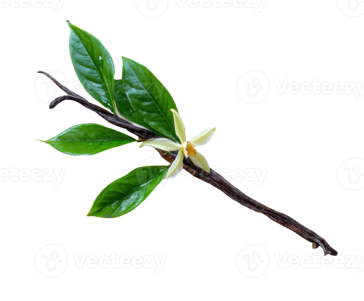 Vanilla bean pod with fresh green leaves and flower for culinary use png
