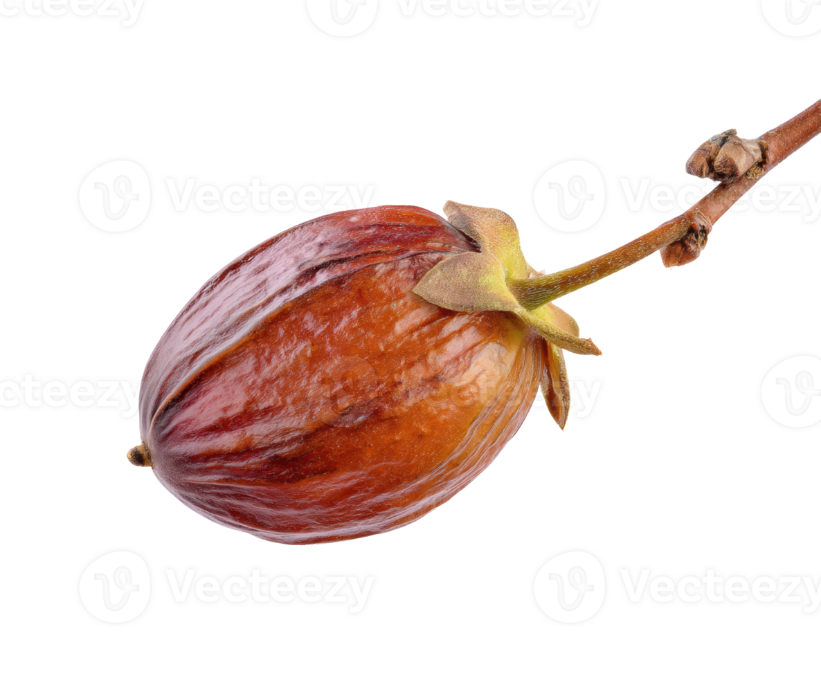 Natural cacao pod on branch showcasing rich brown color and texture png