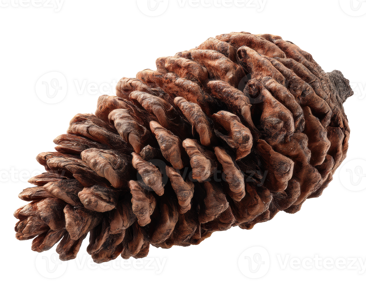 Pine cone detail showcasing natural texture and earthy tones png