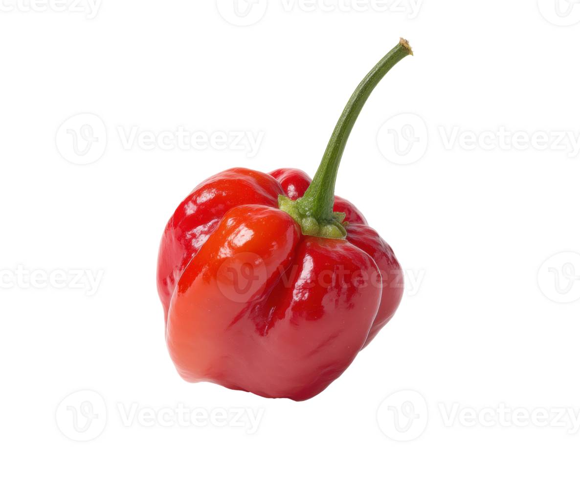 Fresh red chili pepper for cooking and culinary uses png