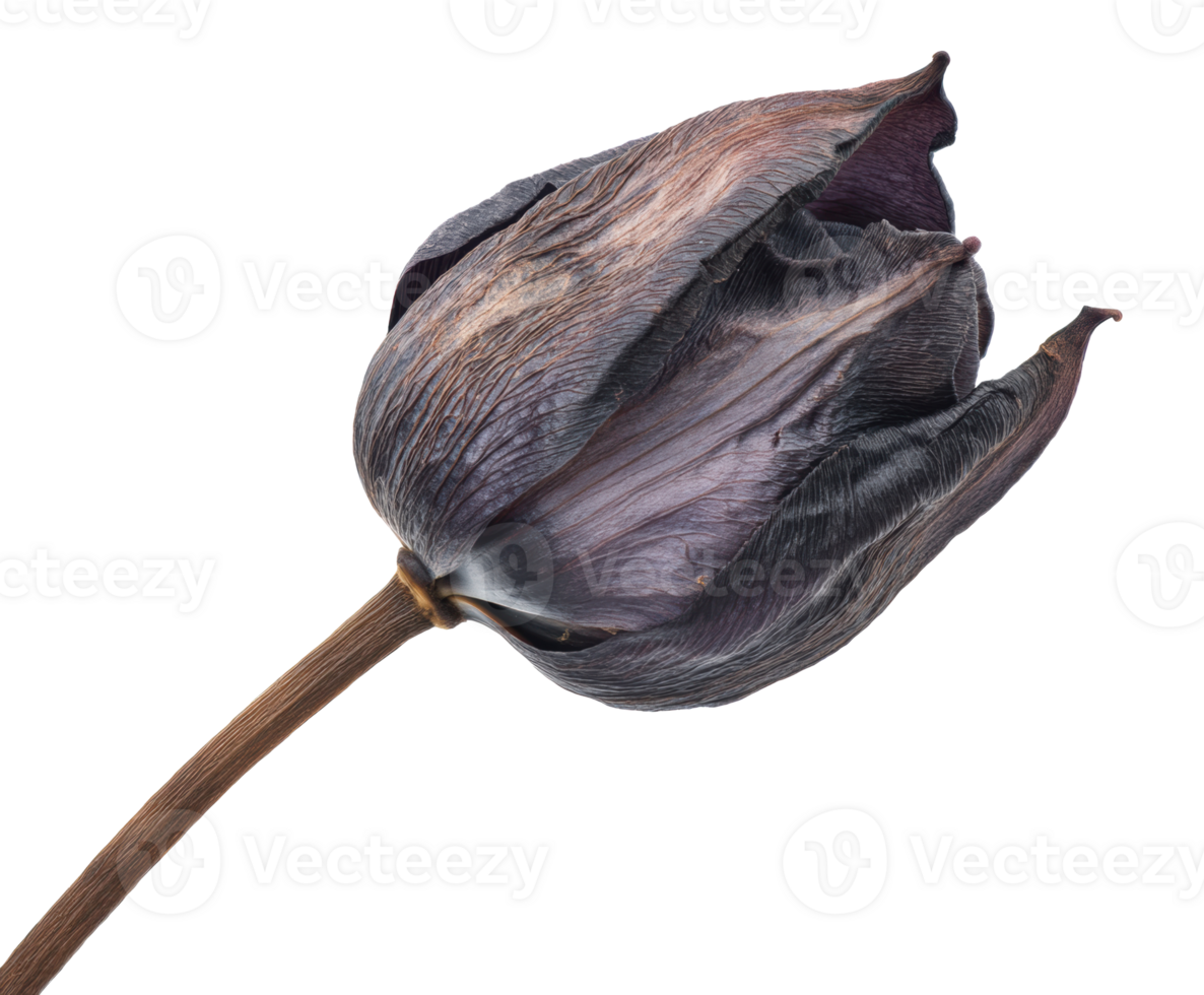 Dark purple tulip bloom with dried petals for decorative use png