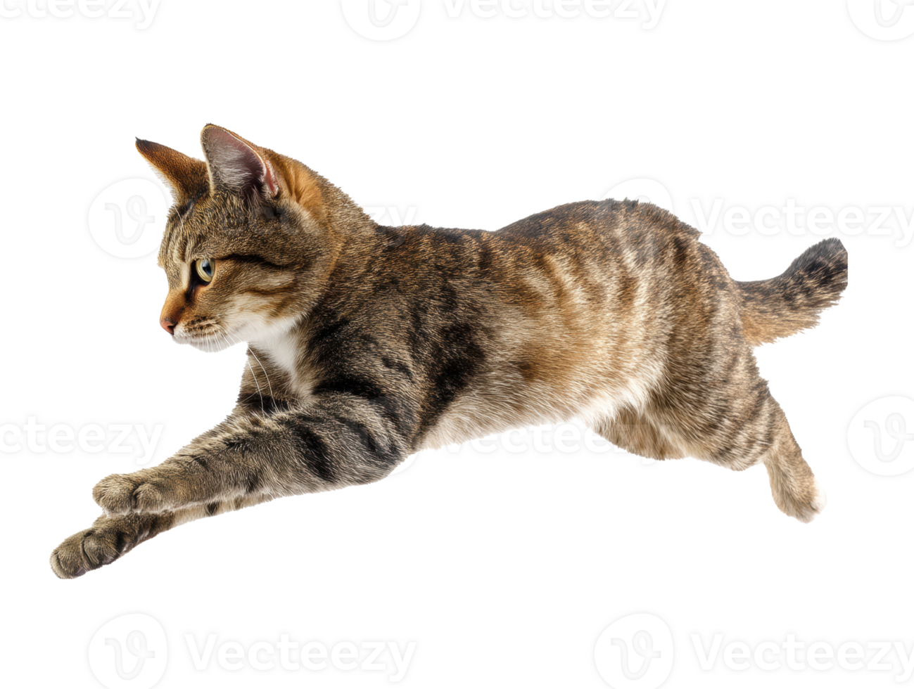 Agile cat jumping in mid-air capture of playful moment png