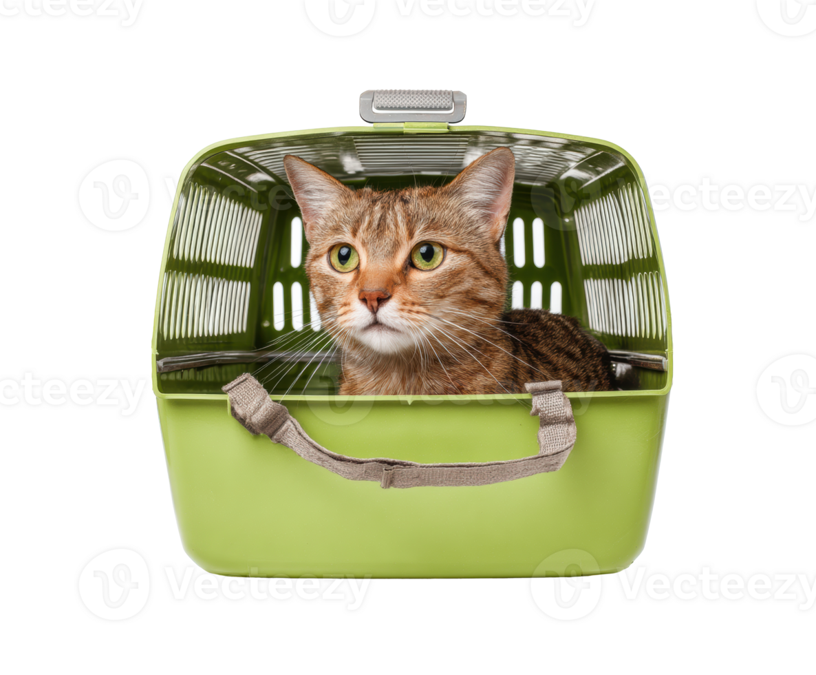 Cat in green carrier ready for travel and adventure png