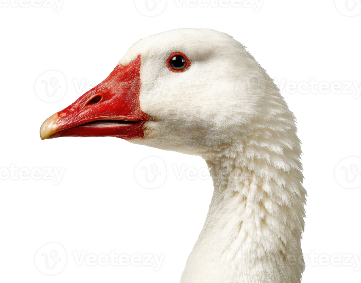 Close-up of a white goose with a red bill and blue eyes png