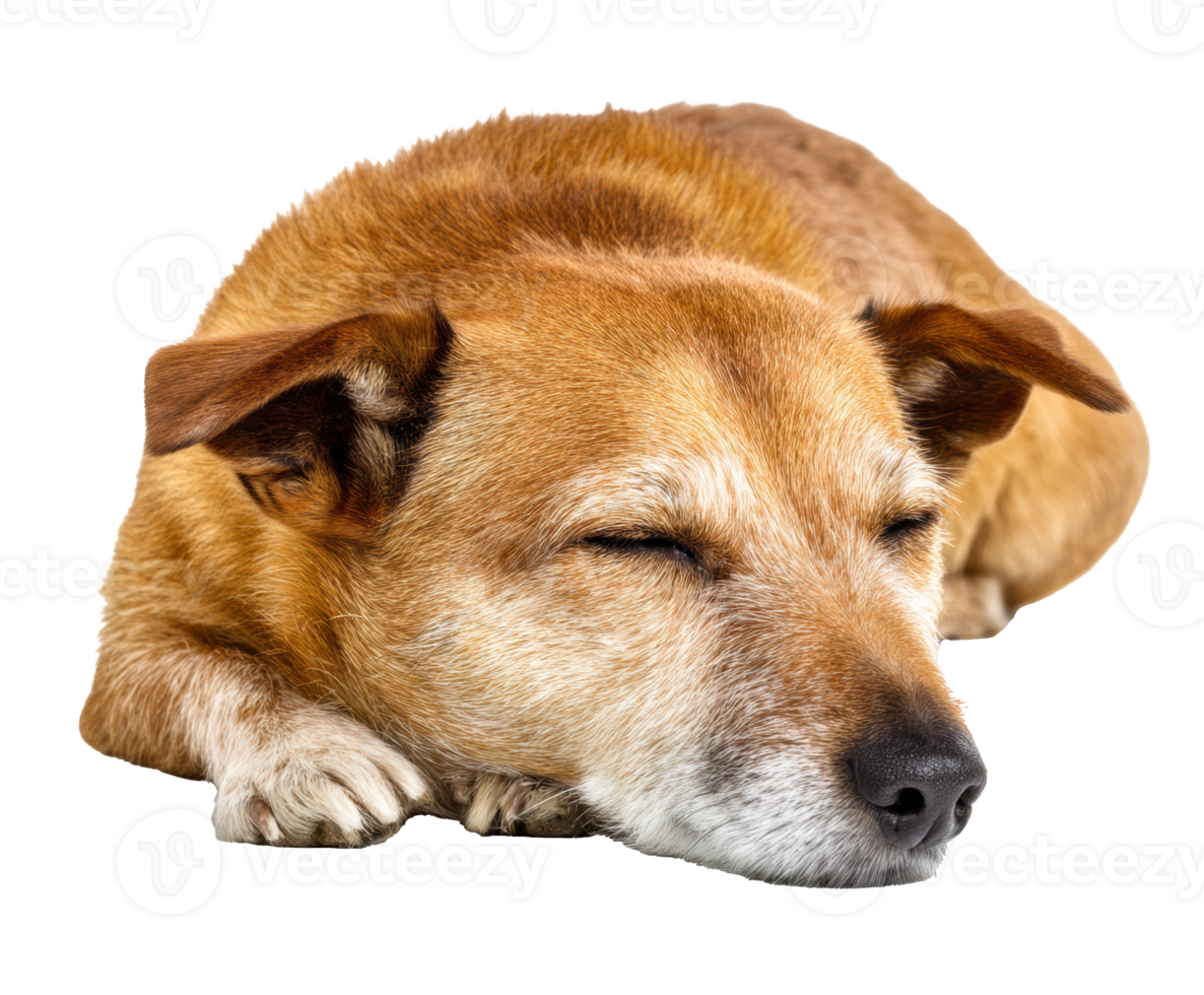 Relaxed dog resting peacefully on a soft surface indoors png