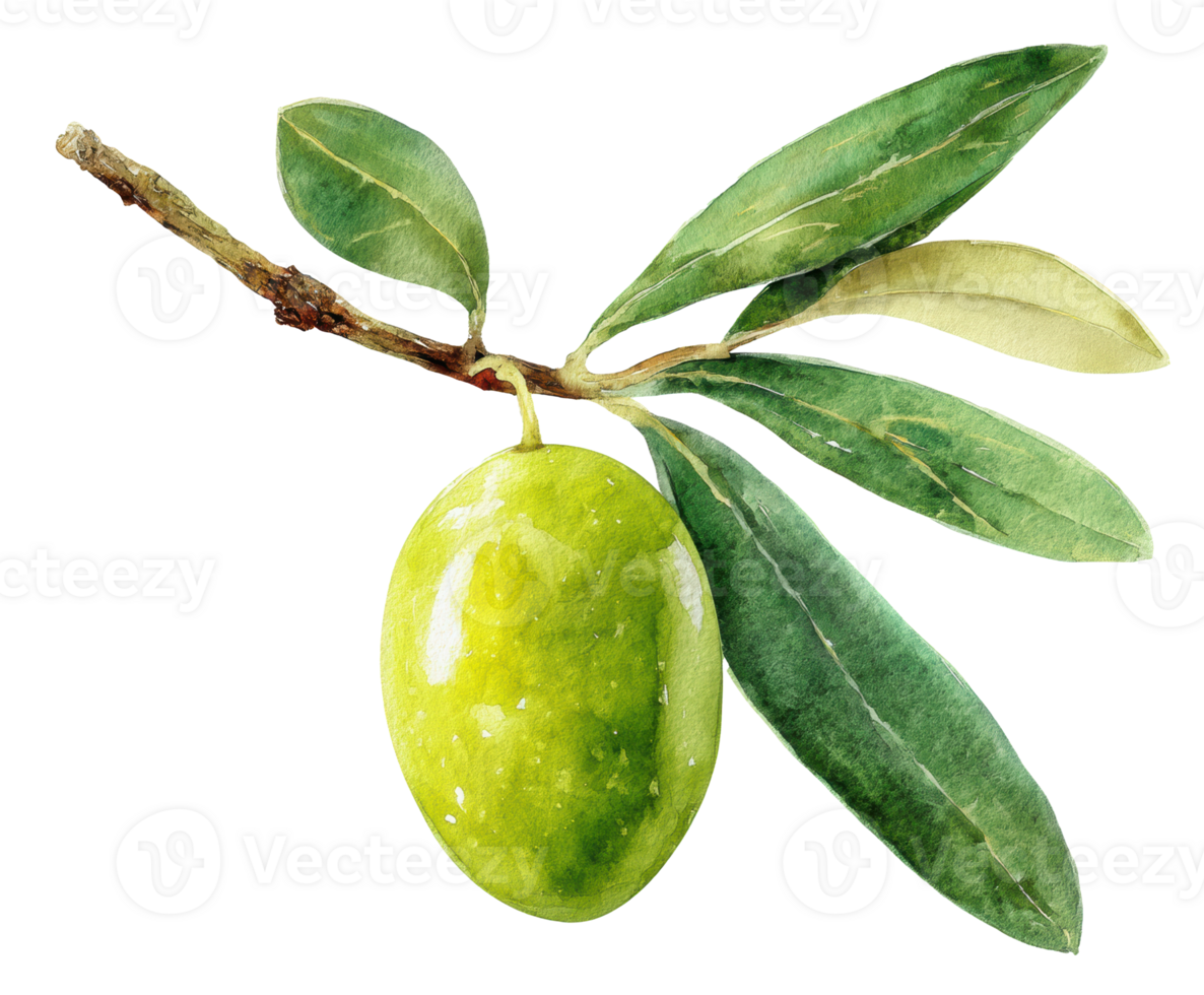 Fresh olive branch with green olives for culinary use and decoration png