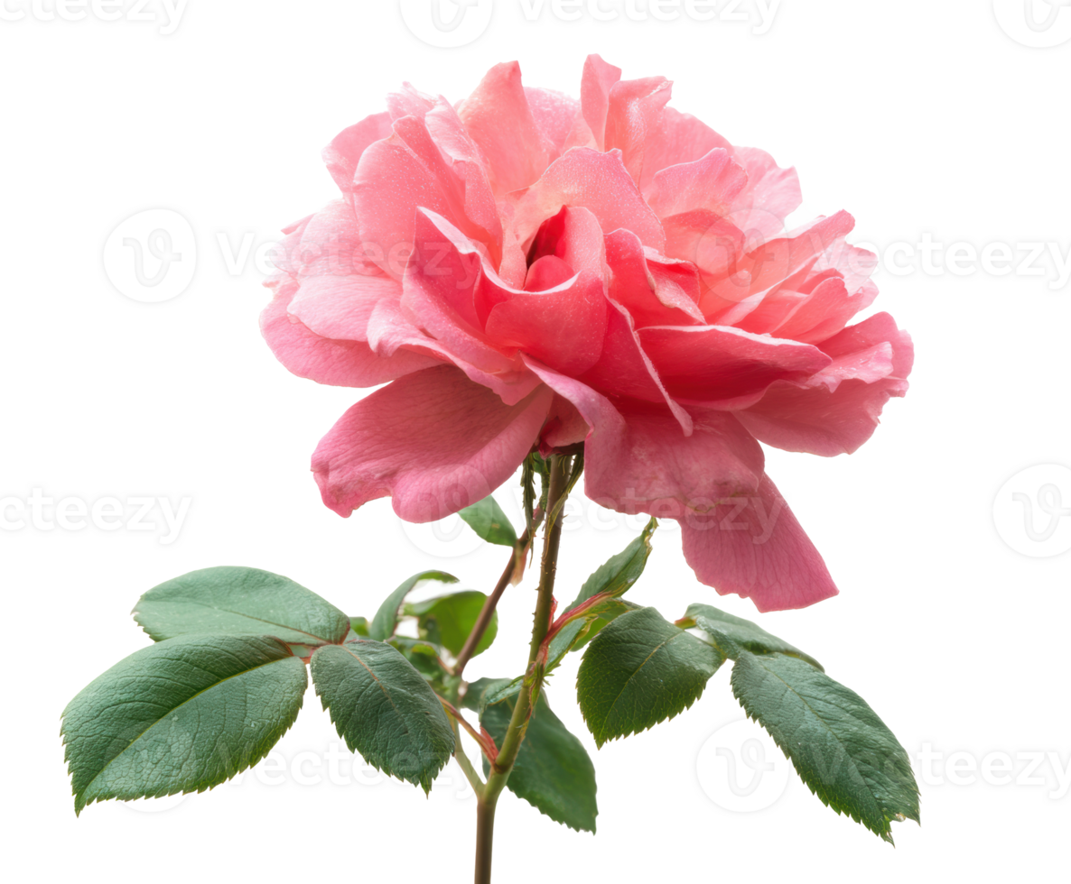 Pink rose with green leaves for floral design and decoration png