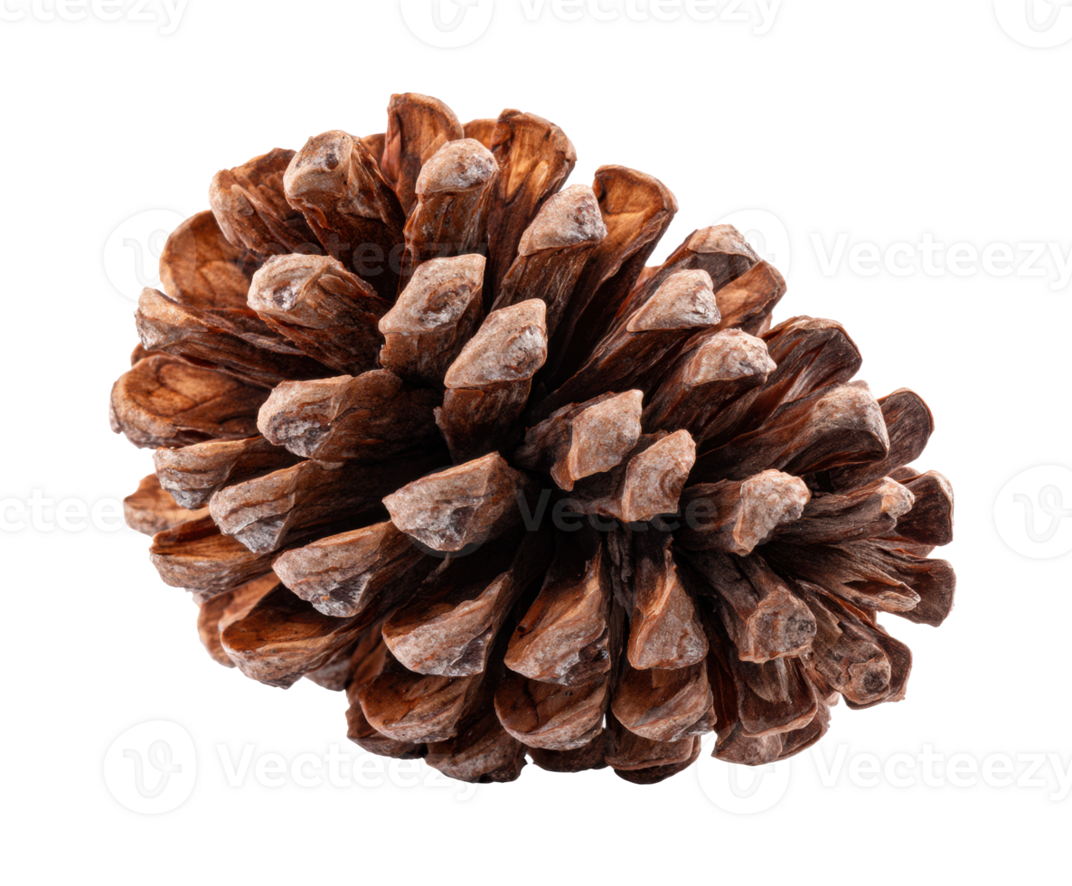 Natural pine cone for autumn decoration or craft projects png