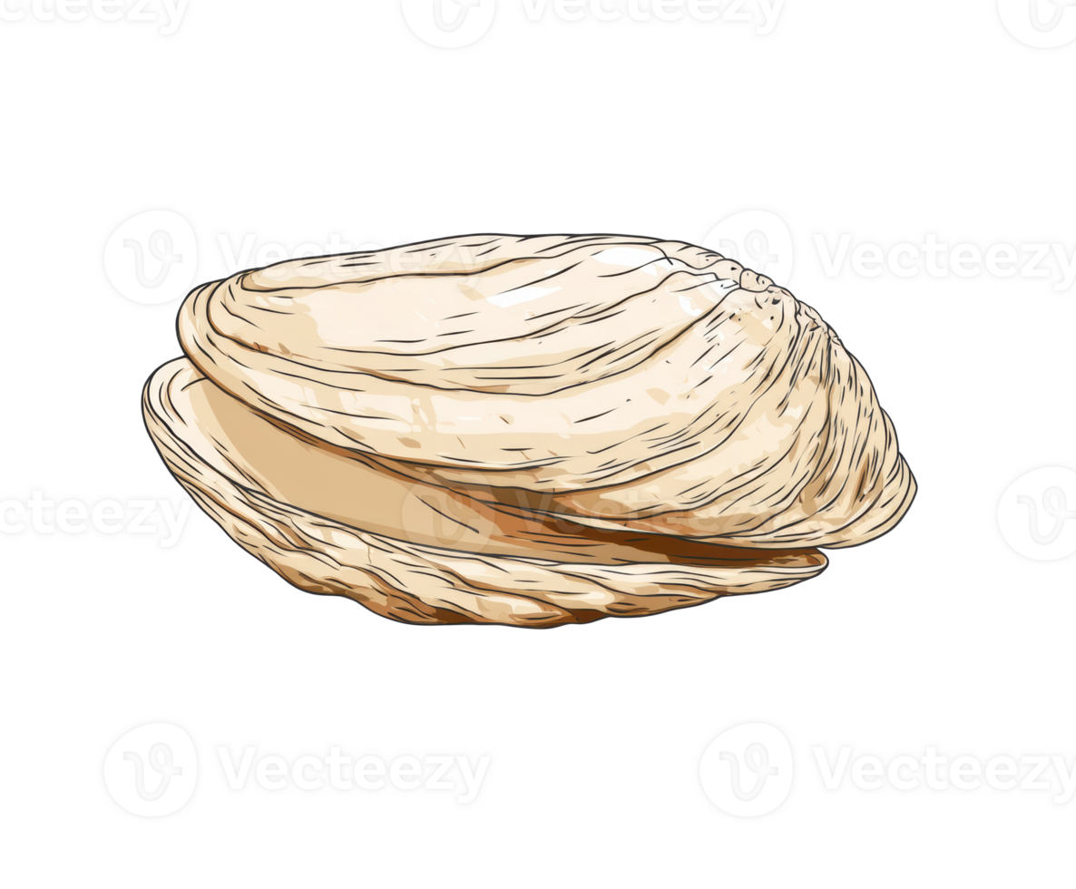 Natural shell design for crafts and decorative purposes png
