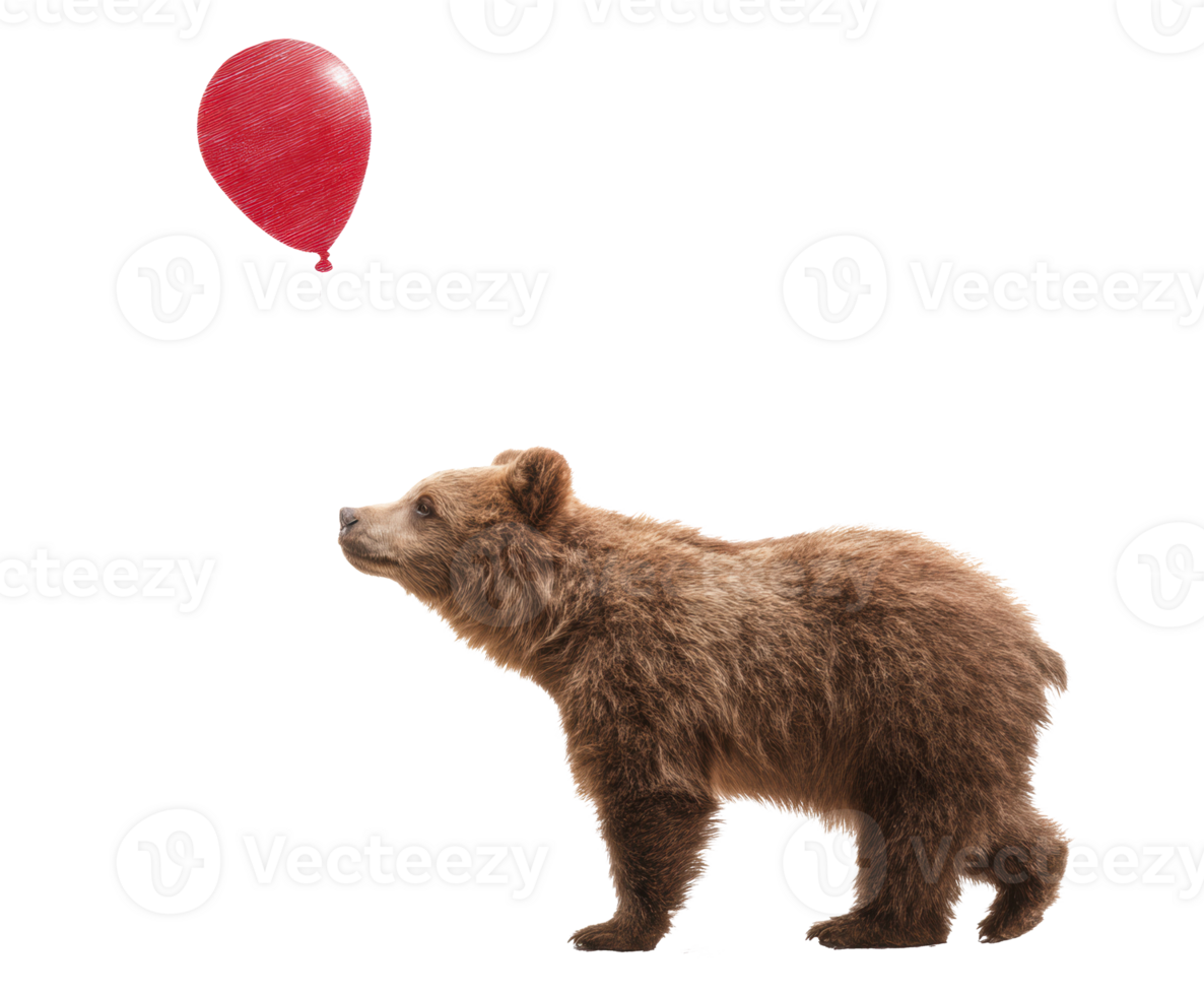 Curious bear gazes at a red balloon in playful moment png