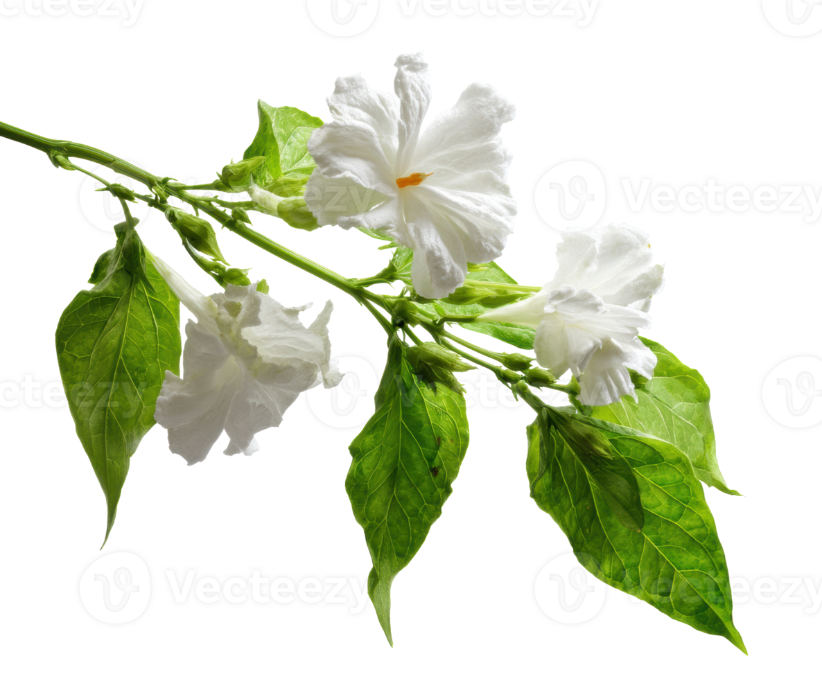 Beautiful white flowers with green leaves on a branch png