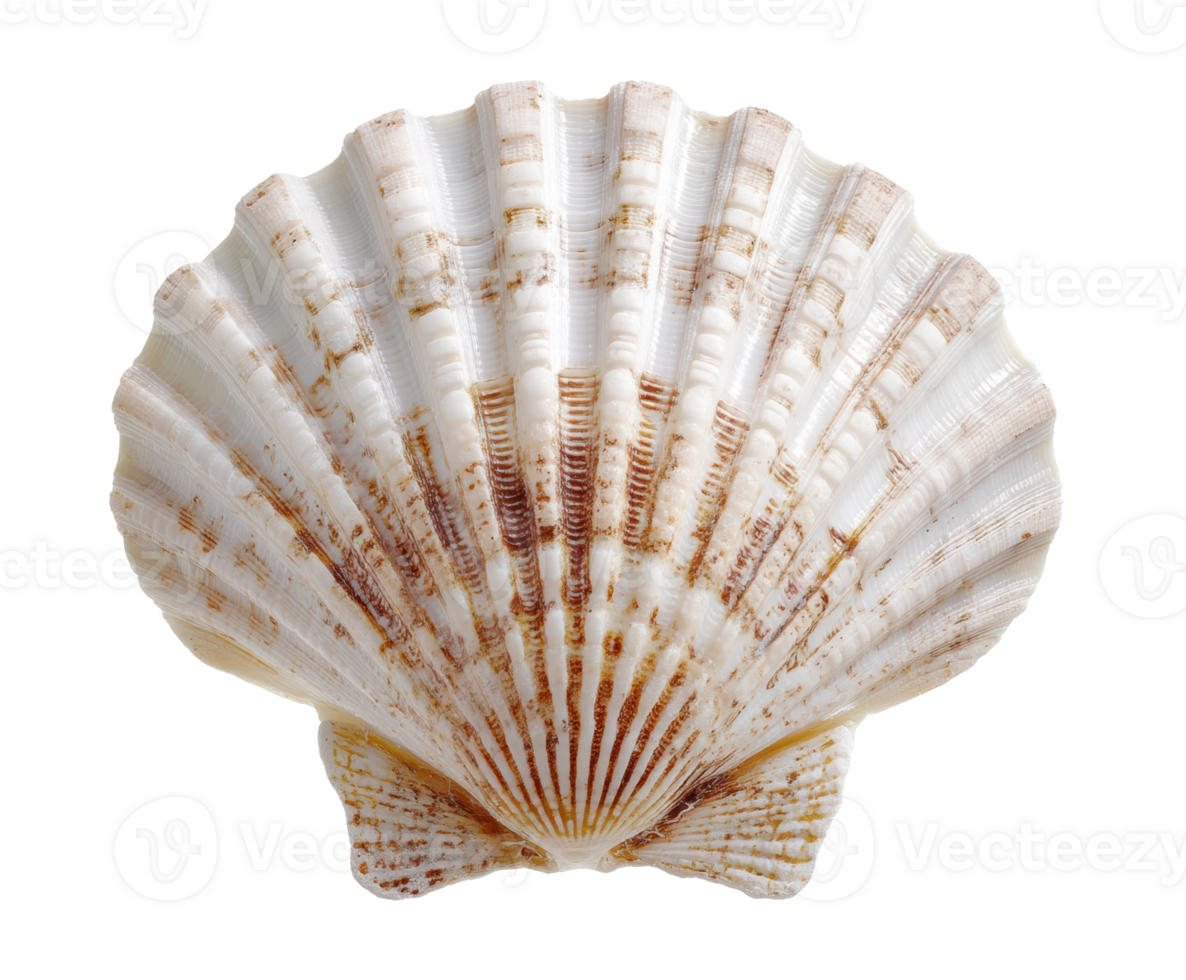 Beautiful seashell with intricate texture for decorative use png