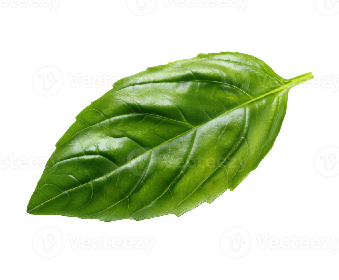 Fresh basil leaf for culinary use and healthy cooking png