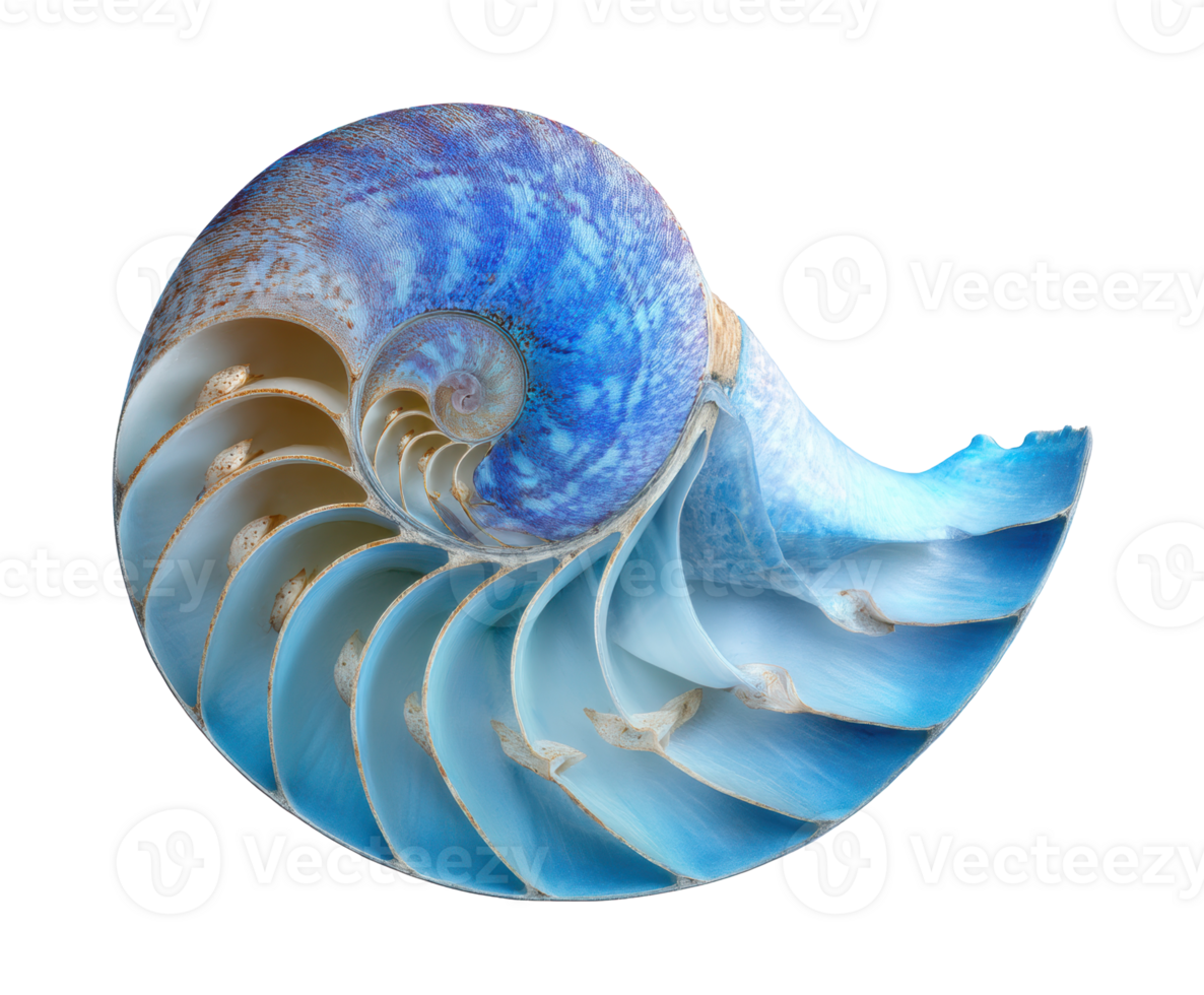 Beautiful nautilus shell with intricate blue patterns for decor png