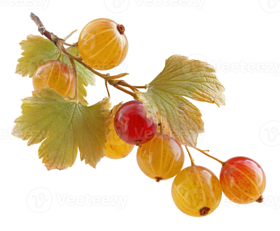 Fresh yellow red currants with leaves for culinary use png