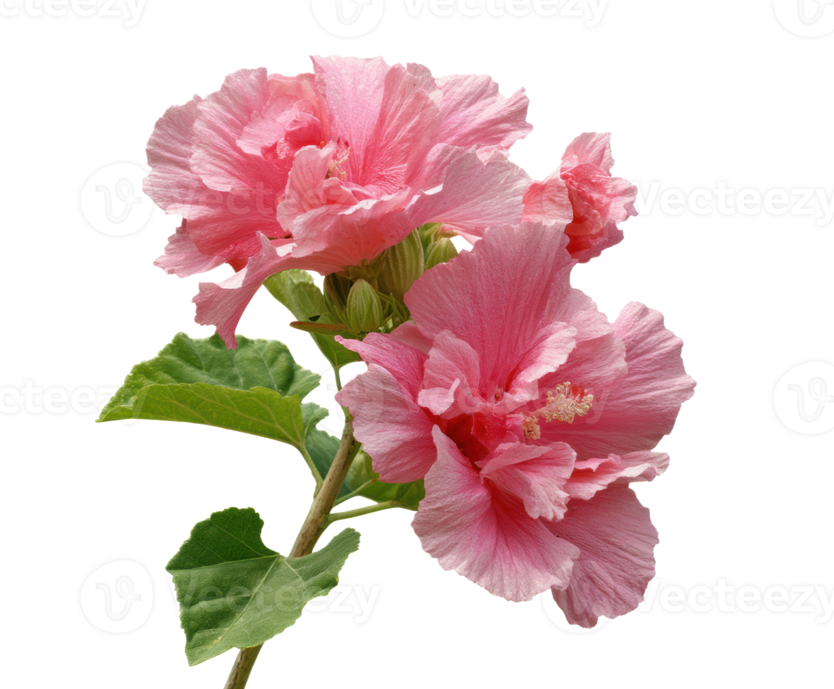 Elegant pink hibiscus flowers with lush green leaves for design png