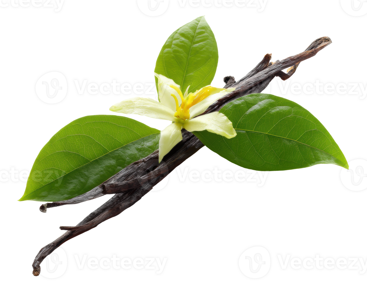 Vanilla flower and pods with fresh green leaves for culinary use png