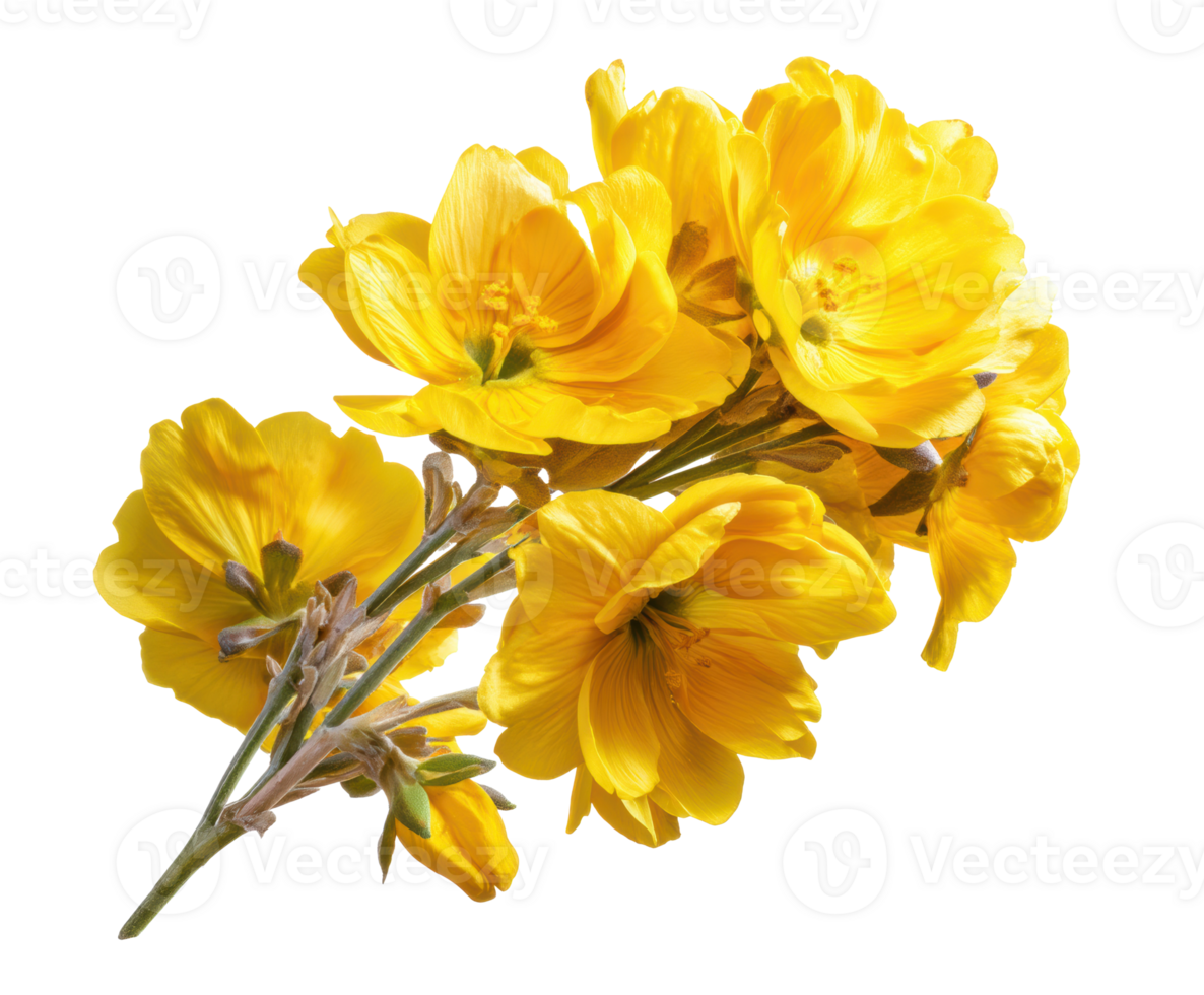 Bright yellow flowers ideal for decoration and crafting png