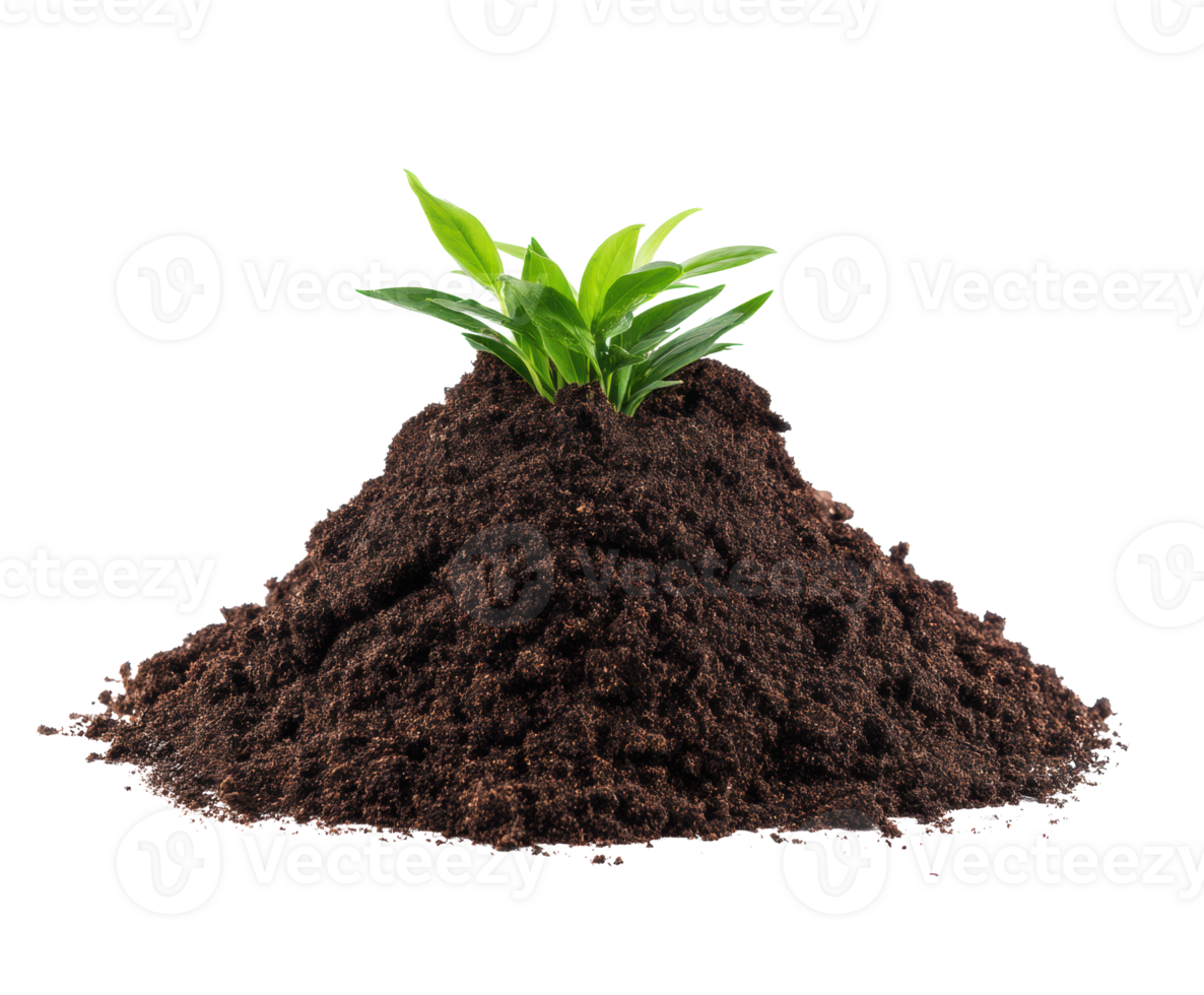 Green plant sprouting from rich dark soil pile for gardening png