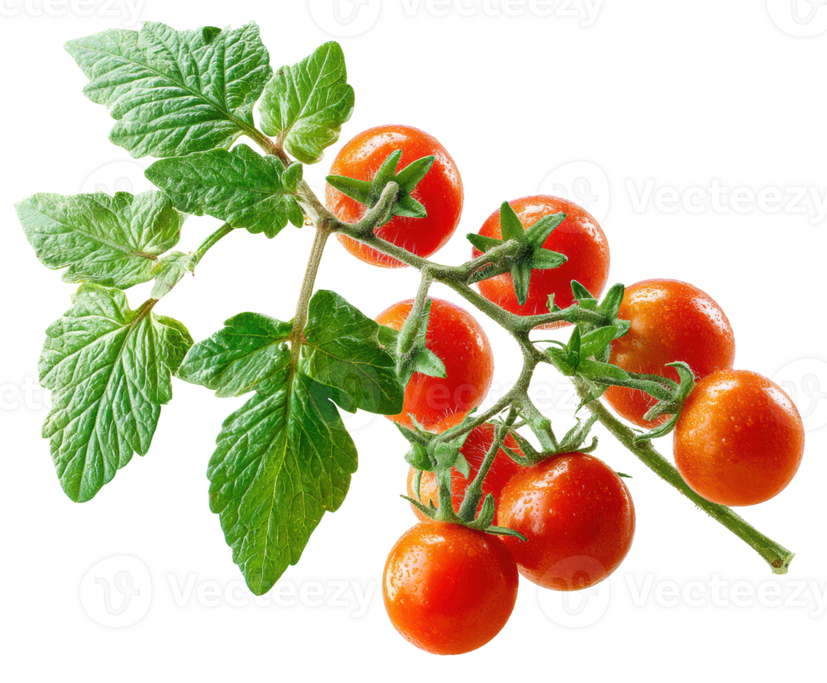 Fresh cherry tomatoes on vine with green leaves ready for harvest png
