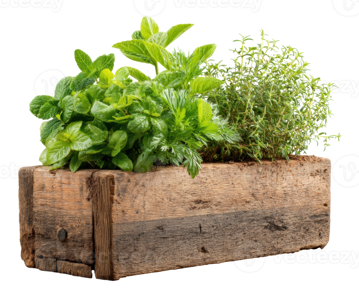 Herb garden in wooden planter for fresh cooking png
