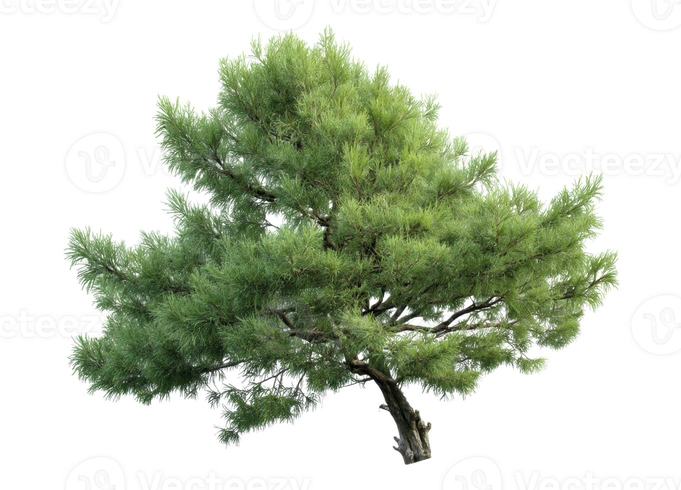 Green pine tree in a natural setting for design and decor png