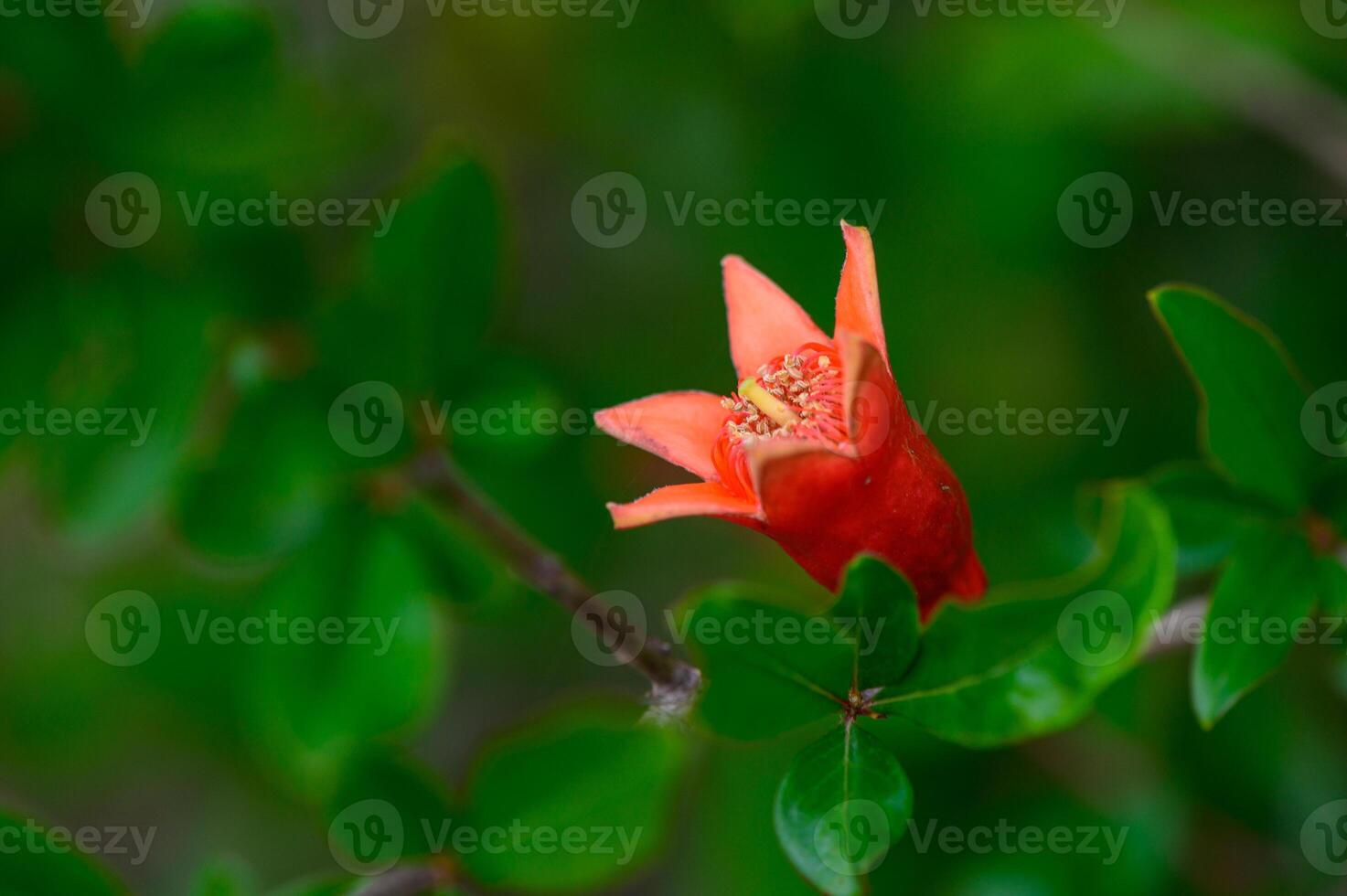 A wild pomegranate flower growing naturally on a leafy branch in Northern Cyprus. photo