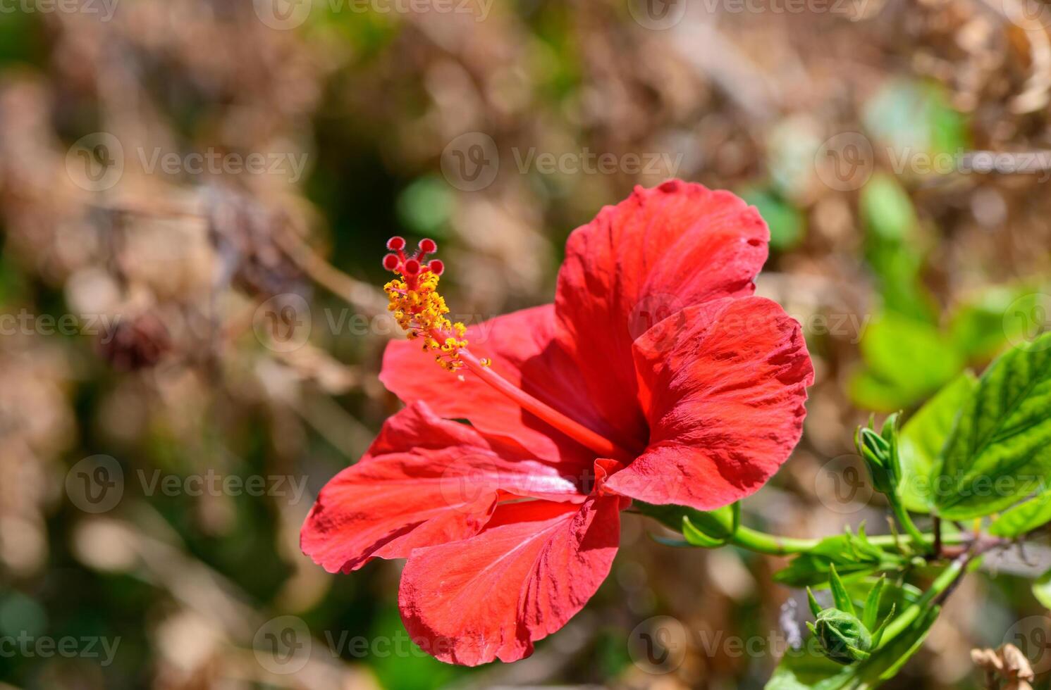 Bright hibiscus flower blooming under the Mediterranean sun in Cyprus. Vibrant tropical beauty with rich colors, perfect for summer and nature themes. photo