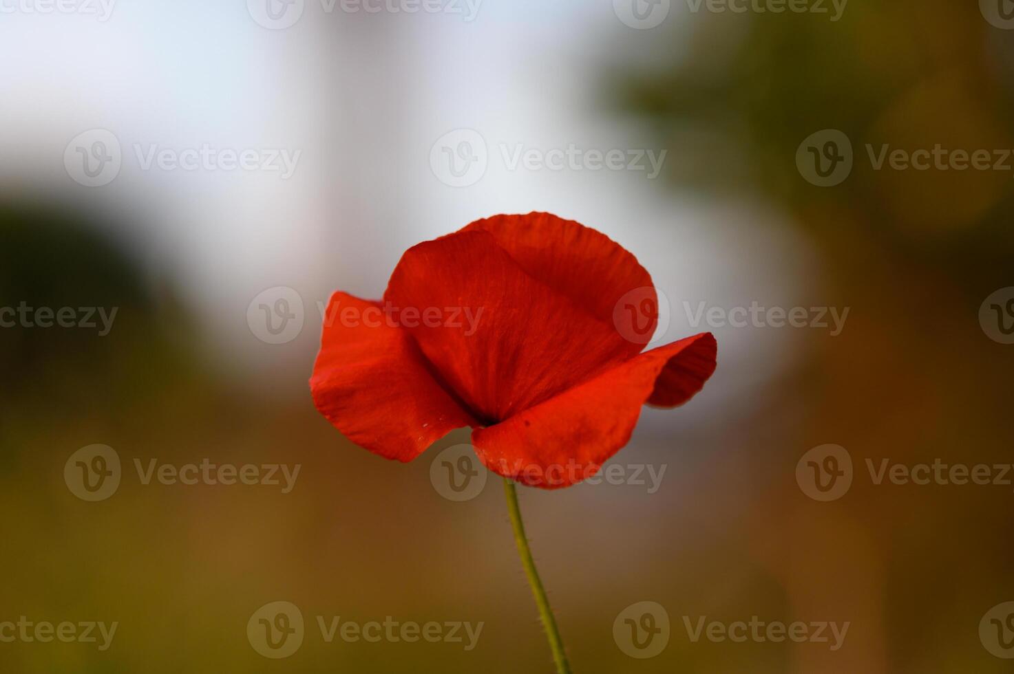 Vibrant red poppy flower blossoms in warm afternoon light, surrounded by soft green hues in an enchanting natural setting photo