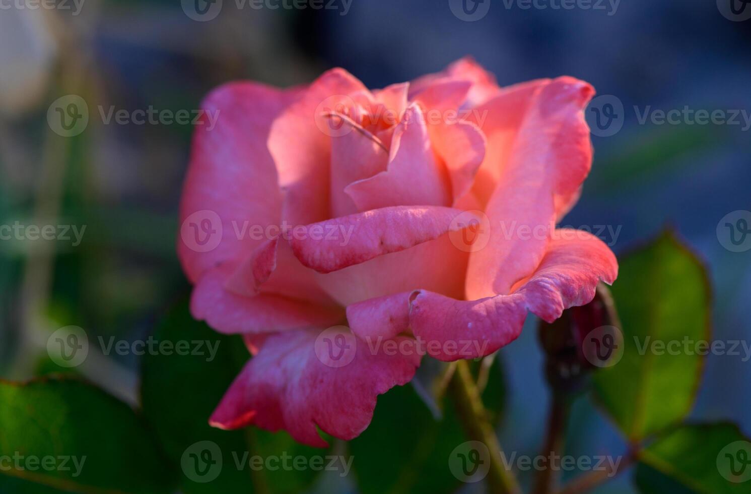 A stunning pink rose in full bloom in a Cyprus garden. The delicate flower adds beauty to the Mediterranean landscape, showcasing vibrant colors and lush greenery. photo